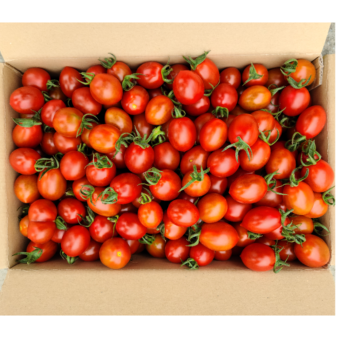 일품자연 대추방울토마토 체험단 모집