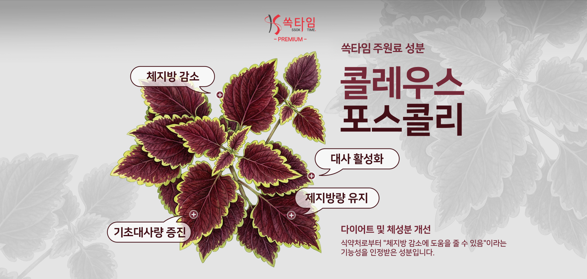 [라파웰] '쏙타임' 다이어트 보조 식품 기자단